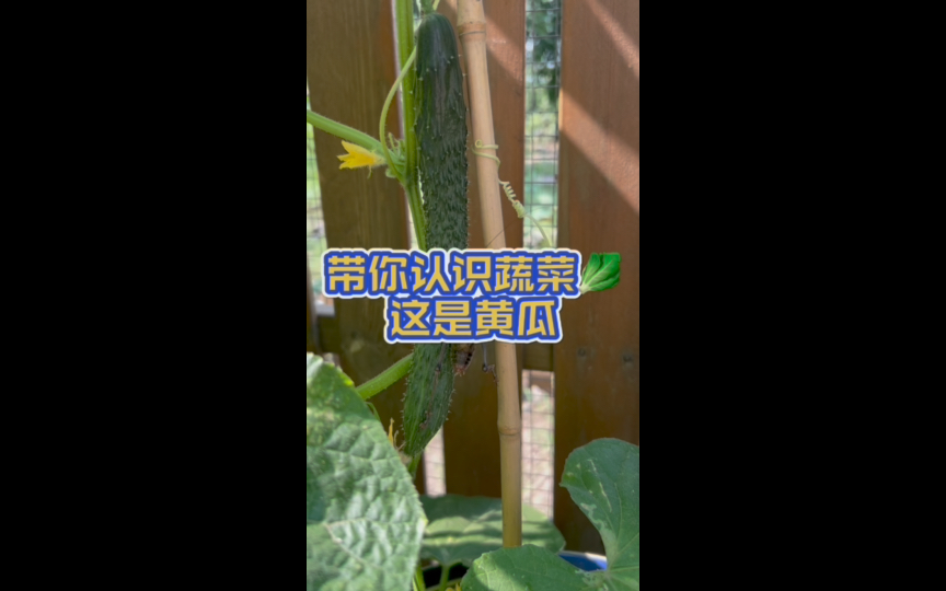带蝈蝈看世界-这是黄瓜