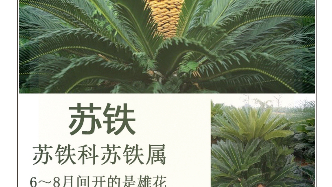 绿植介绍 苏铁景观设计 || 景观施工 || 日常养护 设计师全程跟进