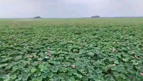 [图]万亩荷花，微山湖上静悄悄