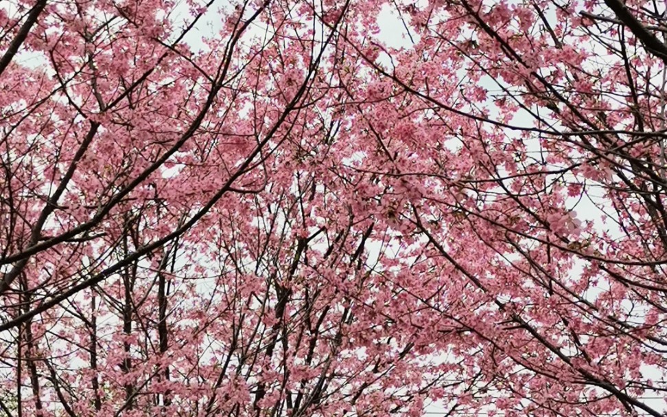 [图]阳春三月，桃花盛开，今天来桃花园赏桃花