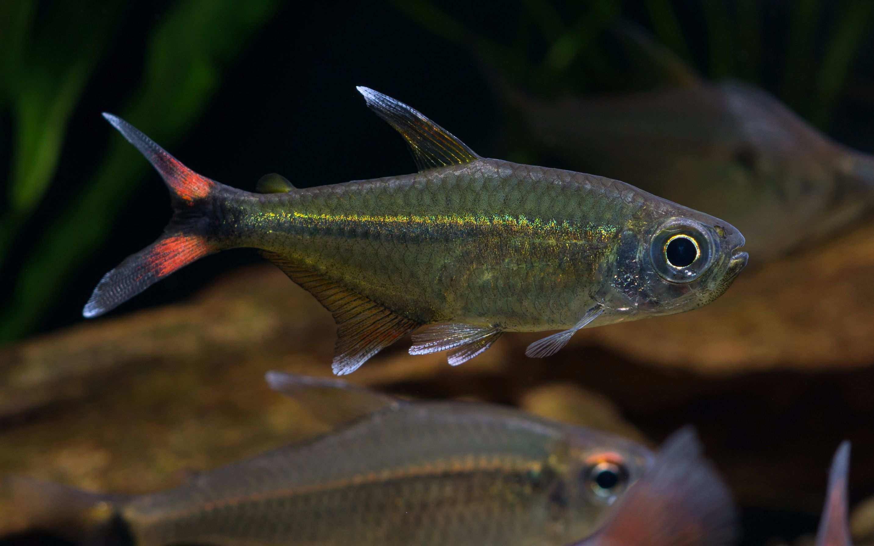 【自家鱼缸】 【灯鱼】 【热带鱼】幻尾灯vs红尾钻石可卡