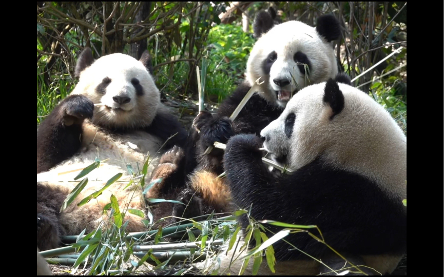 大熊猫绩笑成风成浪