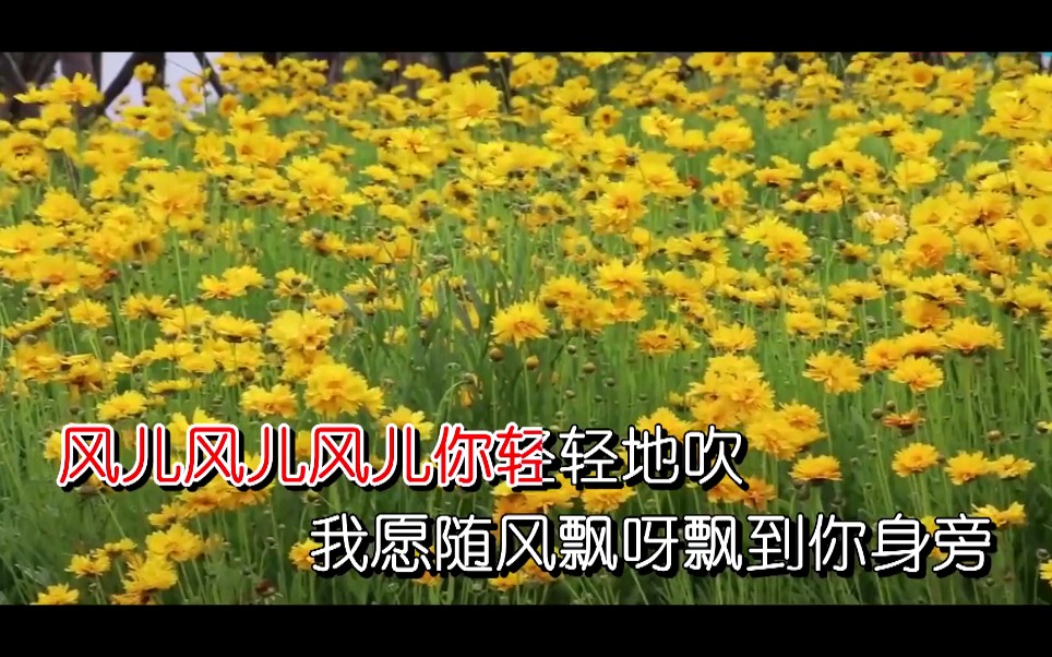 霍一平  菊花盛开醉秋风(云星文化KTV)哔哩哔哩bilibili