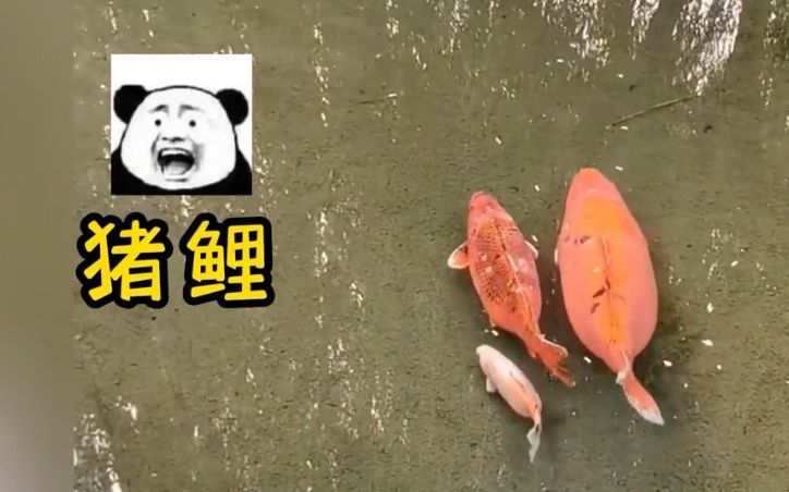 看到游客的投喂方式我惊呆了,怪不得能把锦鲤喂胖成猪鲤!