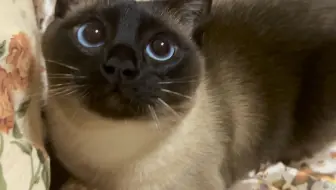 老大面包猫只准看不准摸喵