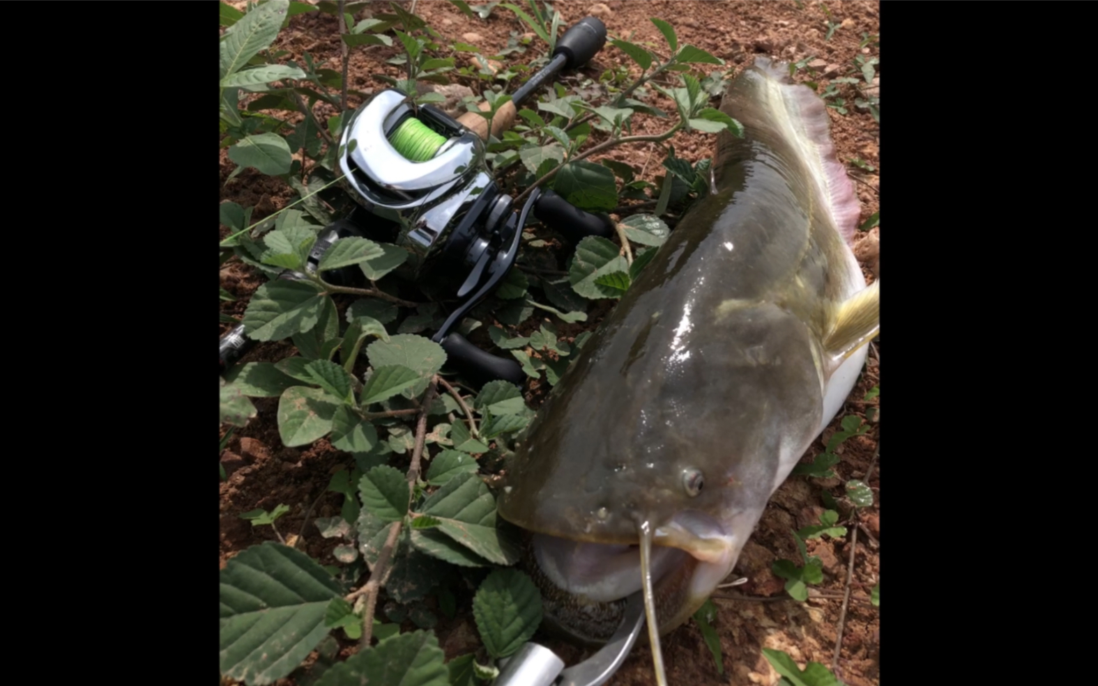 19年夏路亚鲶鱼随拍.