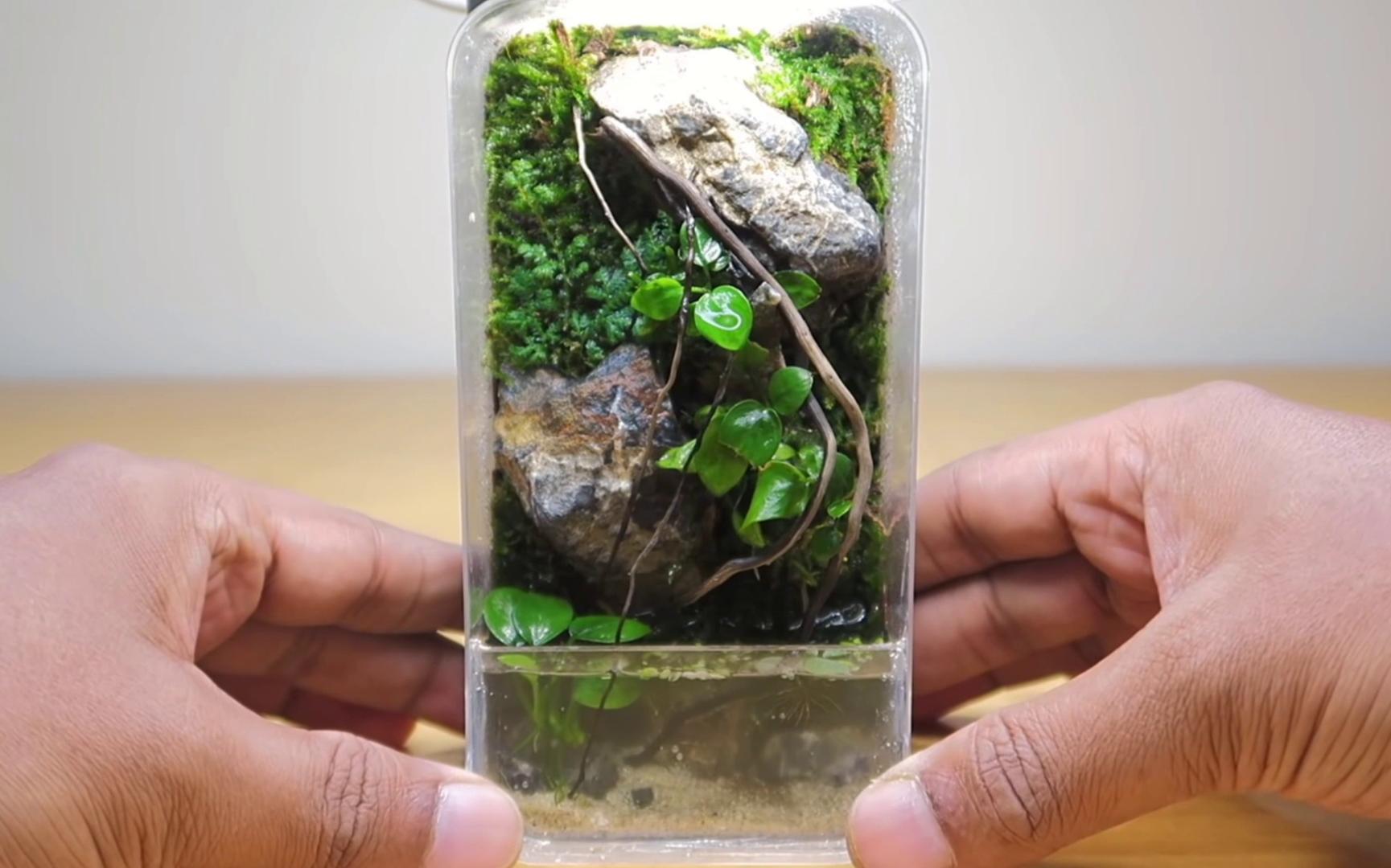 【微水陆缸】巧克力盒不要扔 做一个创意水陆缸微景观
