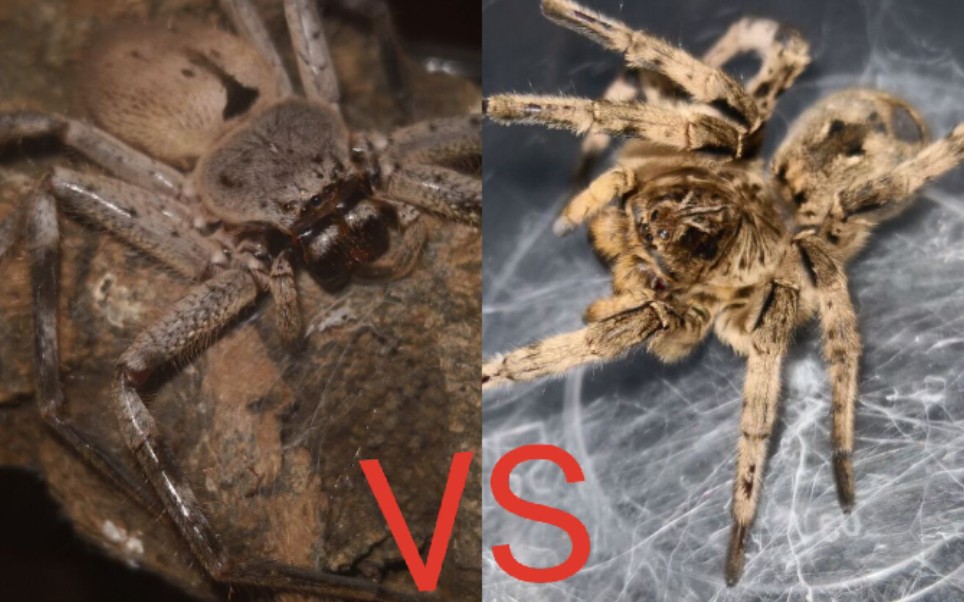 强袭中华狼蛛vs山地等足蛛