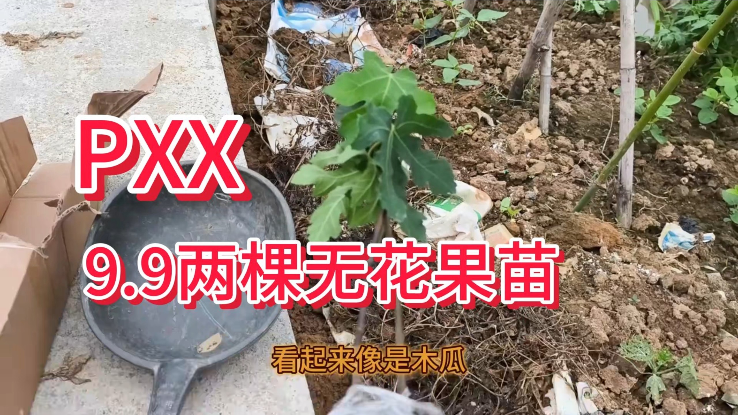 无花果产地