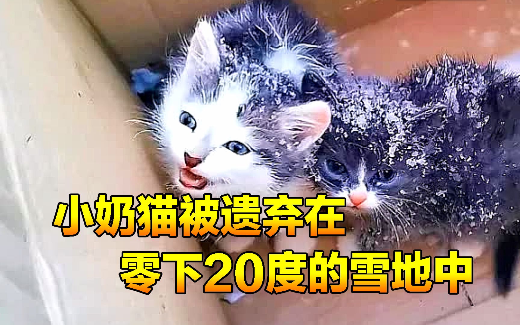 狠心主人把猫咪遗弃在零下20度的雪地中,凄凉的求着有人救救它们哔哩哔哩bilibili