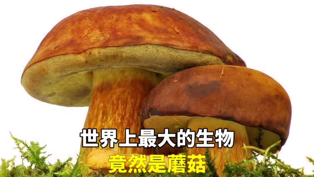 世界上最大的生物竟然是蘑菇
