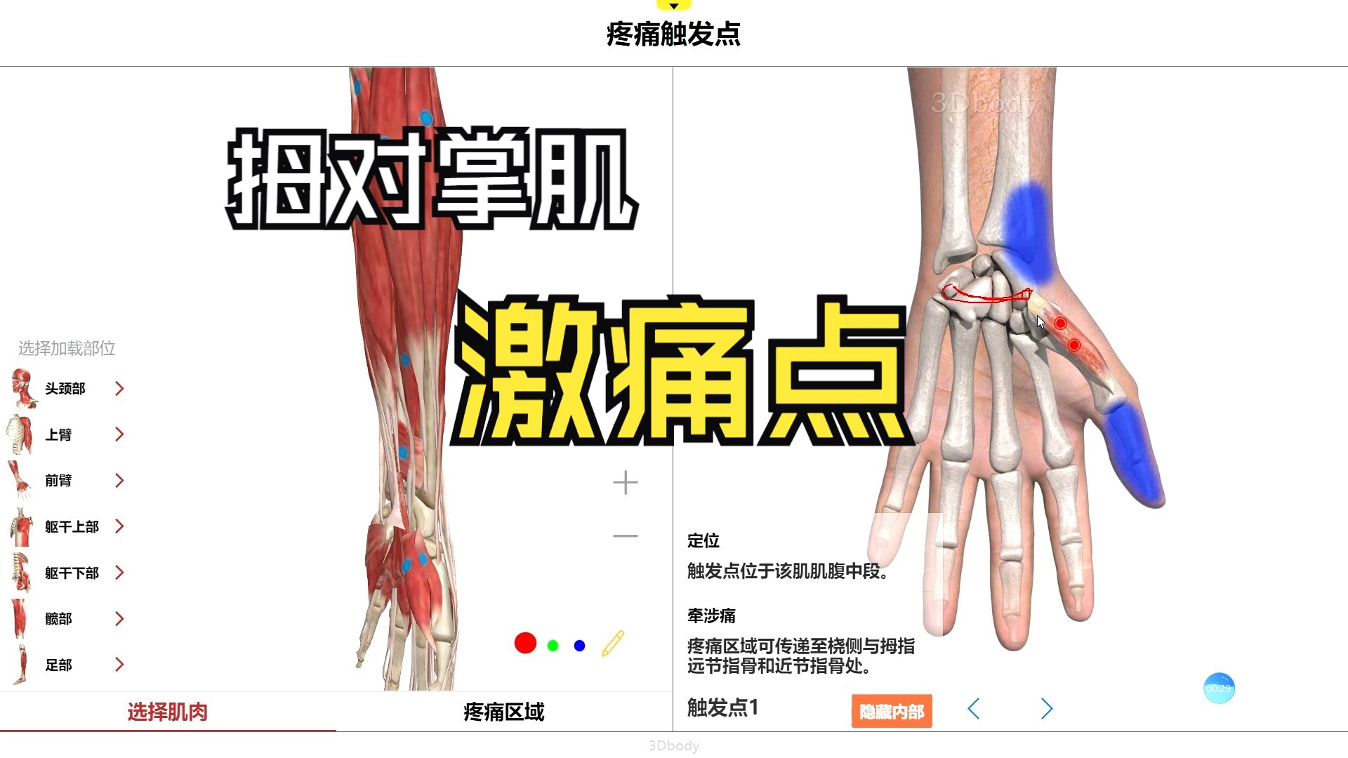 拇指对掌功能示意图图片