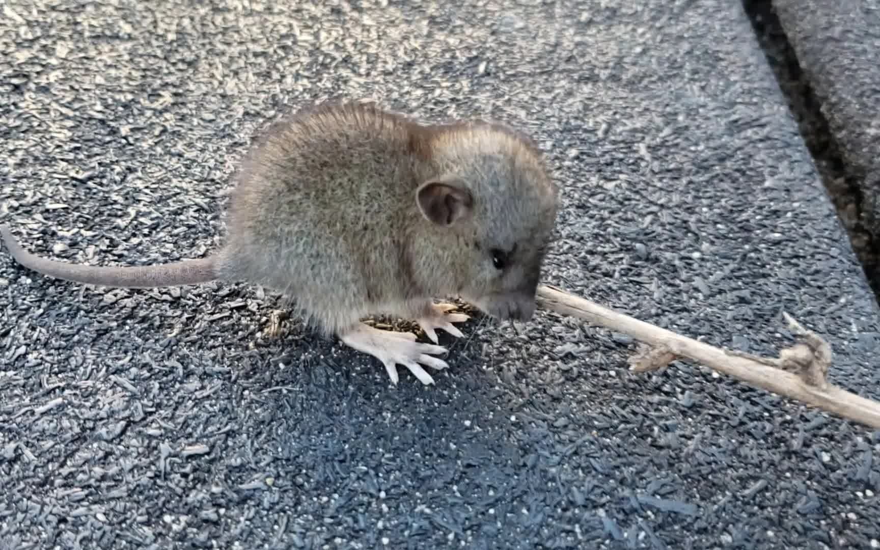 美国这边的圆脑袋小眼睛大脚丫儿不怕人的可爱小老鼠