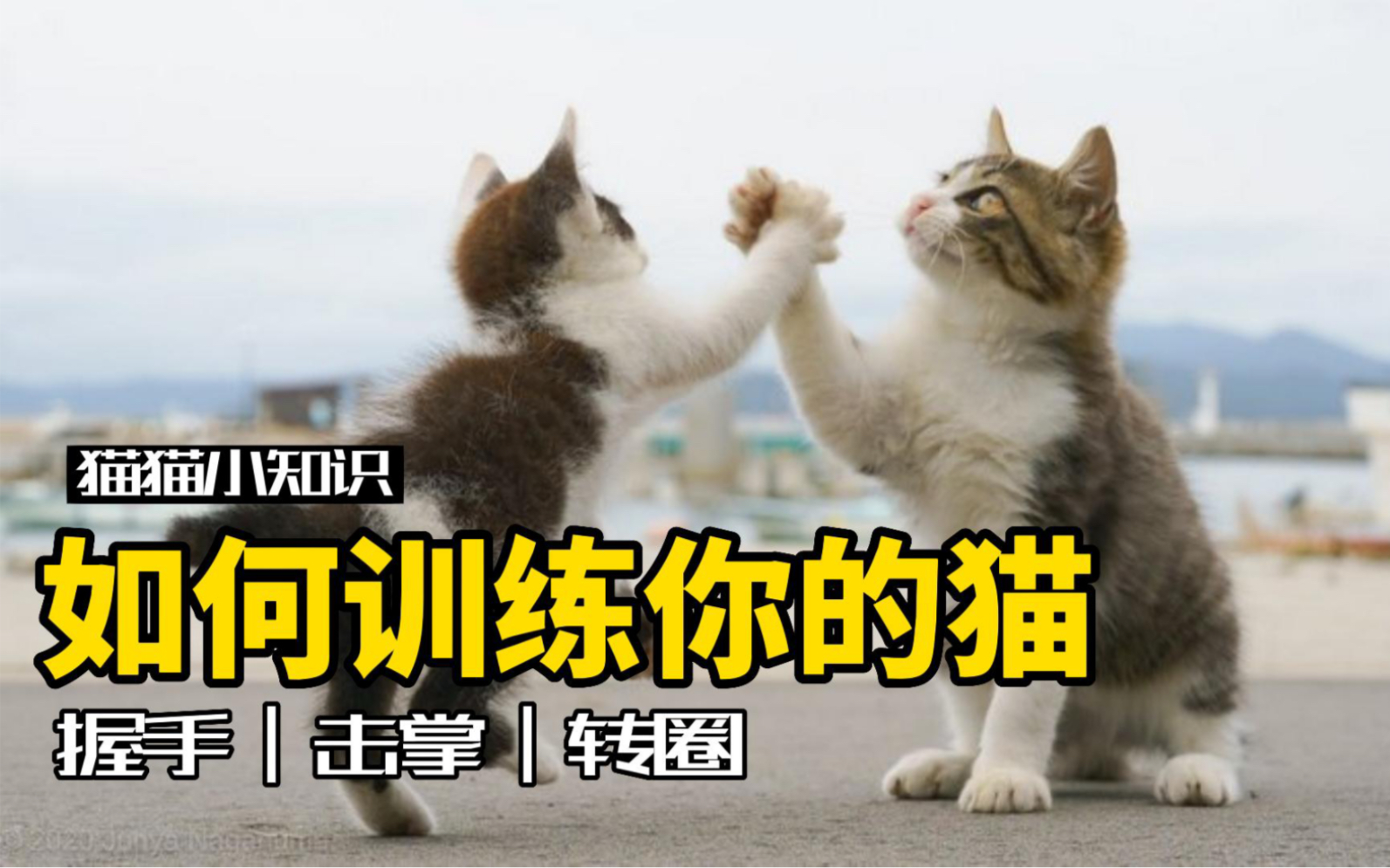 训练猫咪坐下、击掌、握手，一招就能让它们学会，和你家猫试试吧|猫咪|口令|训练_新浪新闻