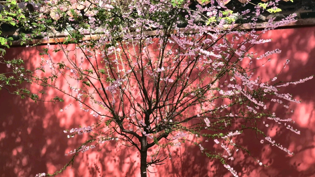 故宫寻花_哔哩哔哩_bilibili