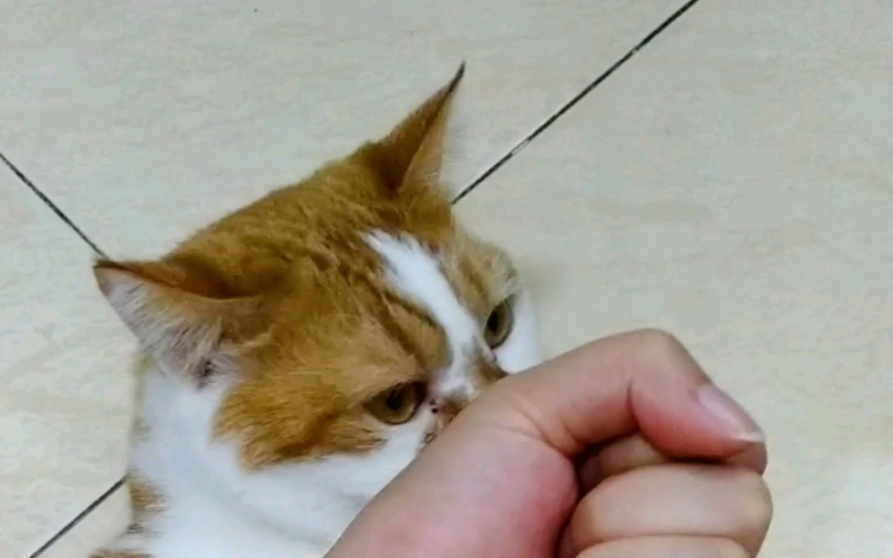 【橘猫金枪鱼】挠人了不敢认口亨[逗猫不规范铲屎官两行泪]