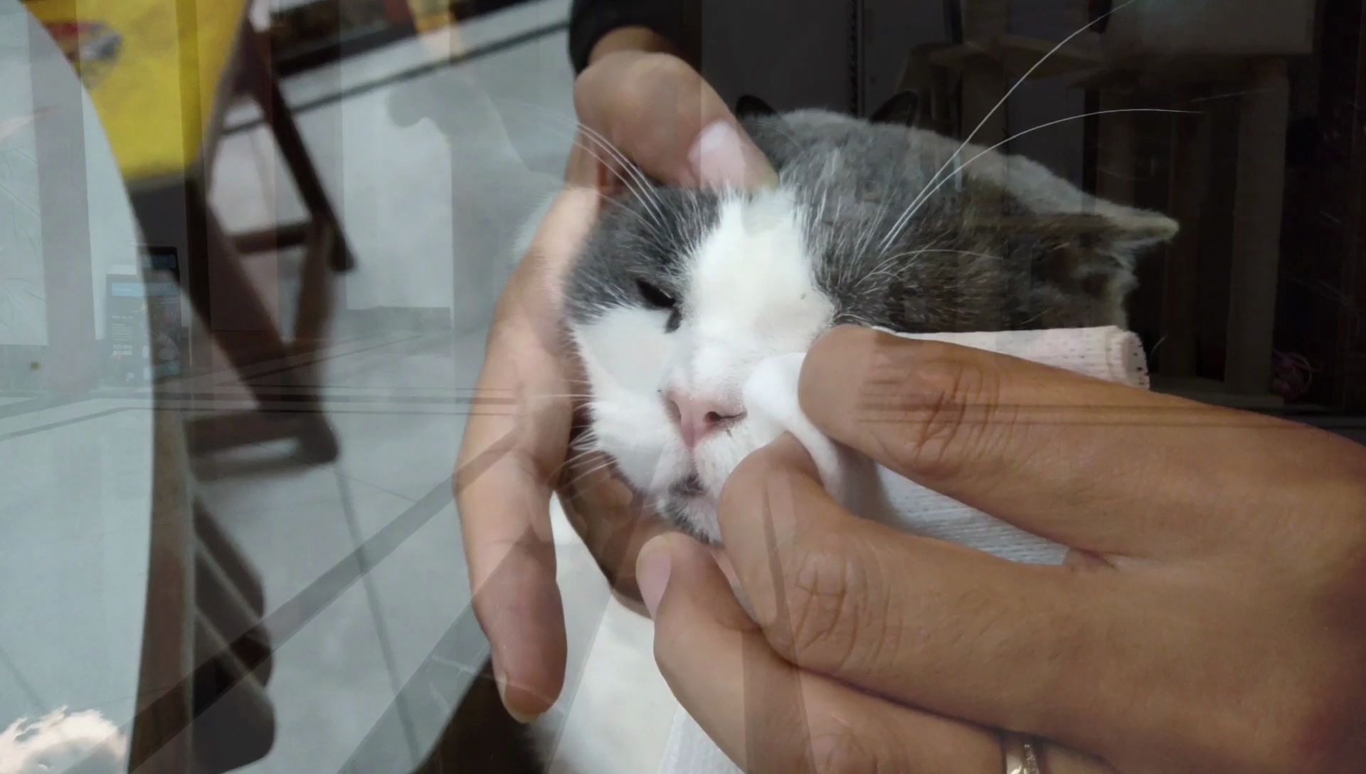 活动作品追剧猫的保养技巧