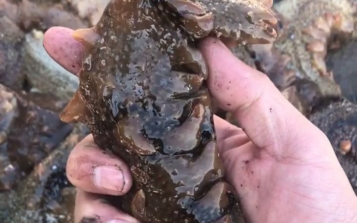 【赶海生活】赶海捡的海参什么形状都有!