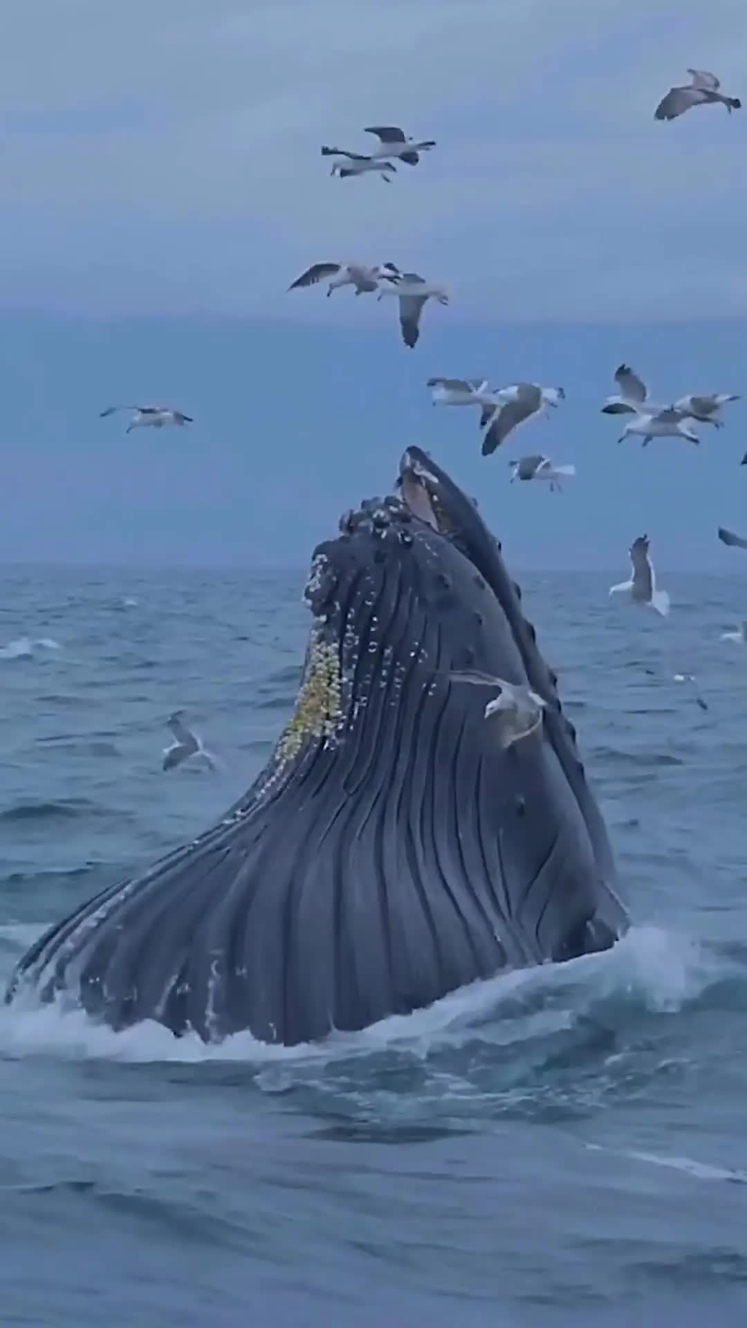 海洋座头鲸鲸吞震撼瞬间96