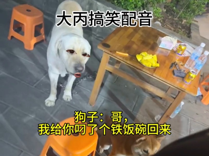 狗子:哥,我给你叼了个铁饭碗回来