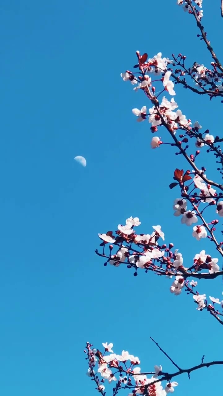 忽觉入梦卧花荫微风拂面闻鸟鸣.唯恐烦事上心头只愿长睡不愿52831