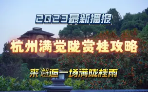 Download Video: 杭州满觉陇赏桂花攻略，桂花已经全面开放，这个国庆，来满觉陇感受新西湖十景满陇桂雨的香甜