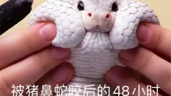 被猪鼻蛇咬后的48小时！