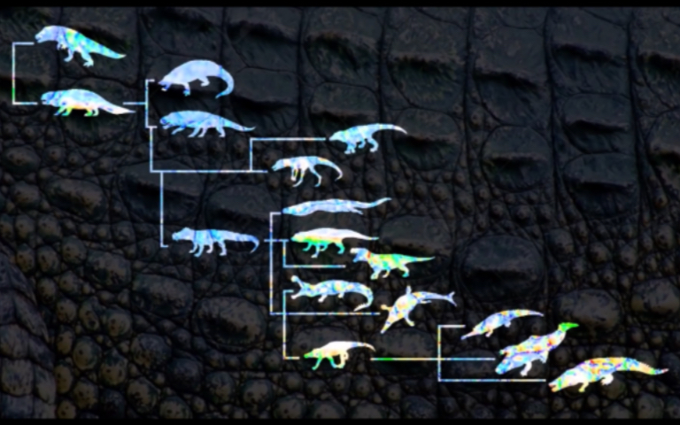 【生肉】鳄鱼的演化过程及祖先旁支与现生鳄类介绍 高清原版哔哩哔哩bilibili