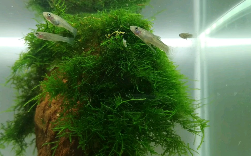 【野采食蚊鱼观赏】新手宿舍鱼缸养食蚊鱼,食蚊鱼与黑壳虾混养