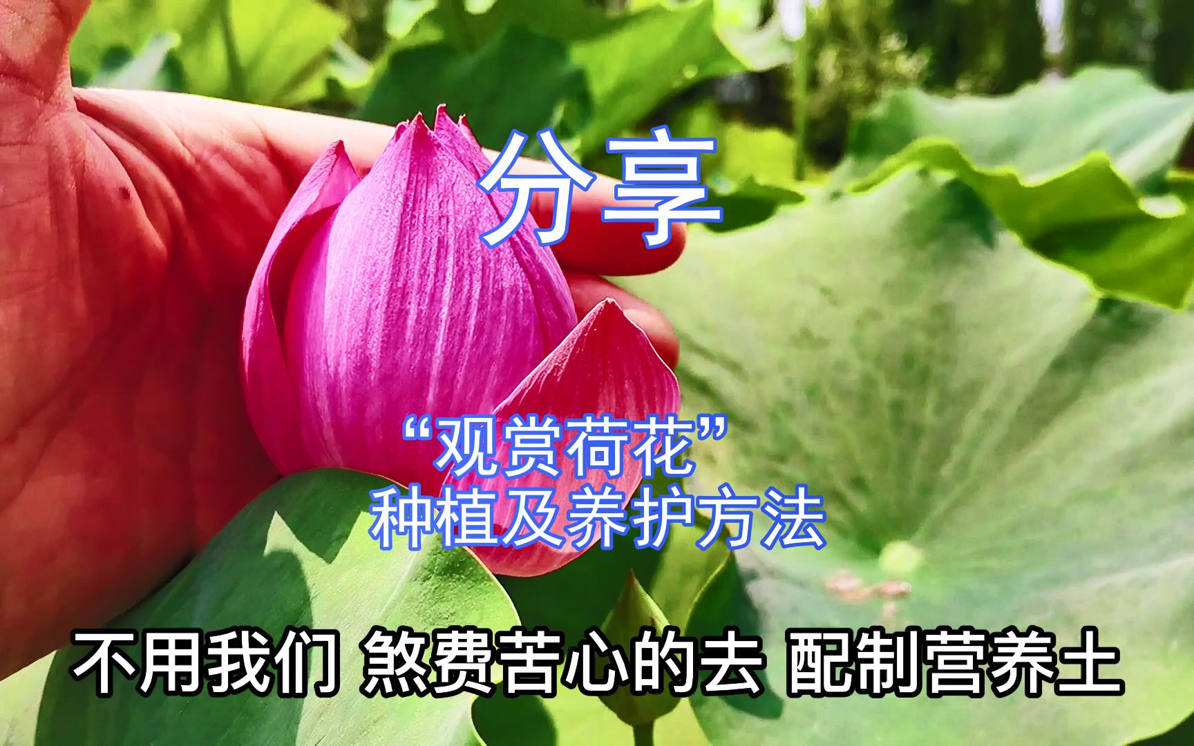 分享一下“观赏荷花”在家庭的种植及养护方法哔哩哔哩bilibili