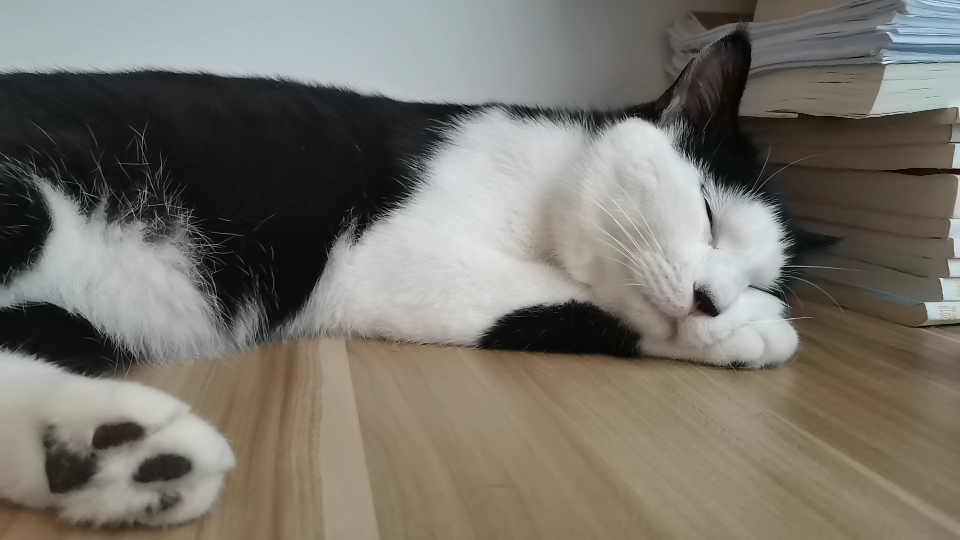 枕着手手睡觉的猫猫太可爱了