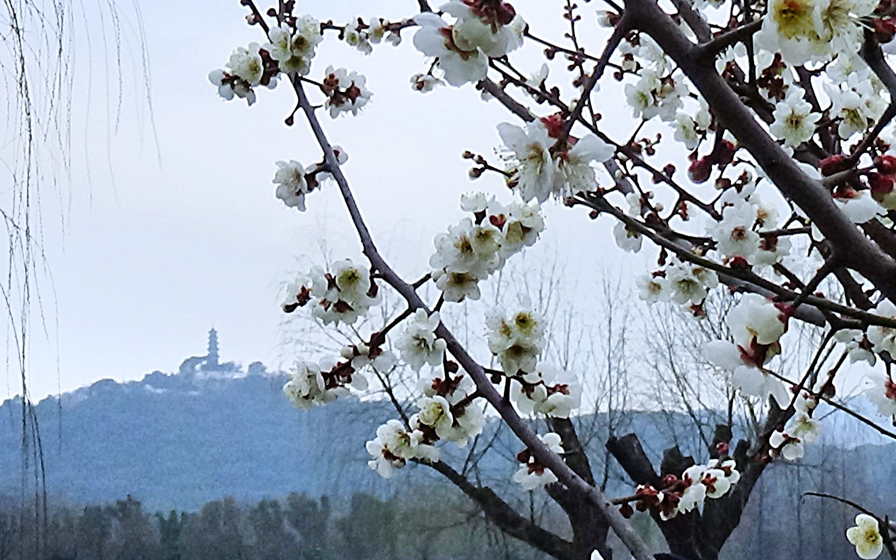 苏州石湖景区梅花盛开