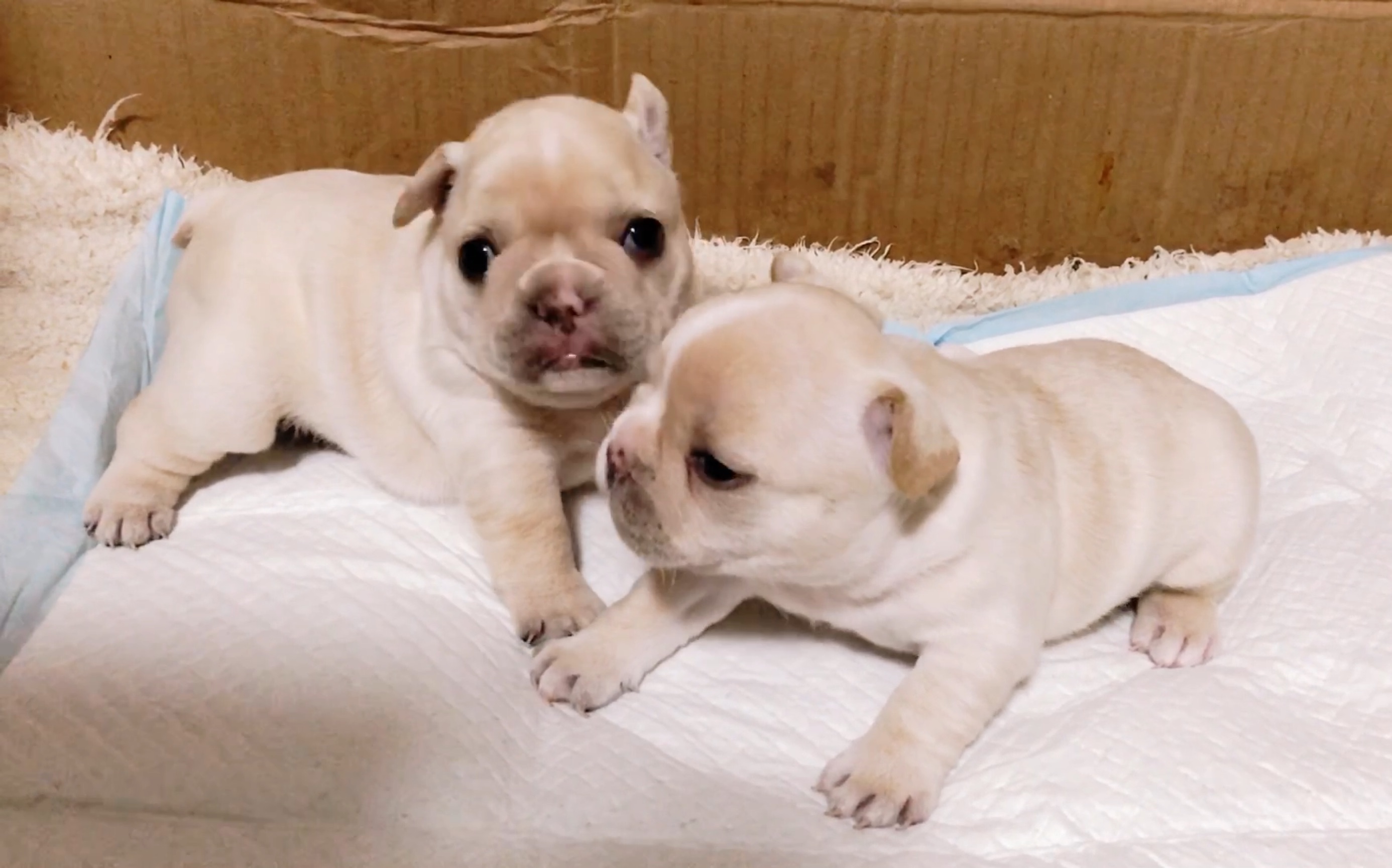 法国斗牛犬 快来云撸21日龄的小奶狗