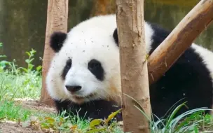 下载视频: 【大熊猫和花】今天又是被花花治愈的一天