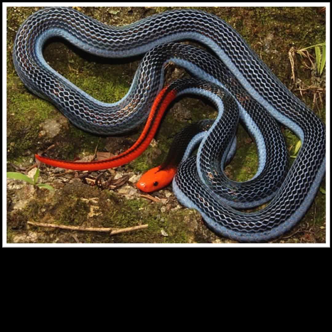 世界上最奇妙的蛇蓝长腺丽纹蛇贪食蛇迷因