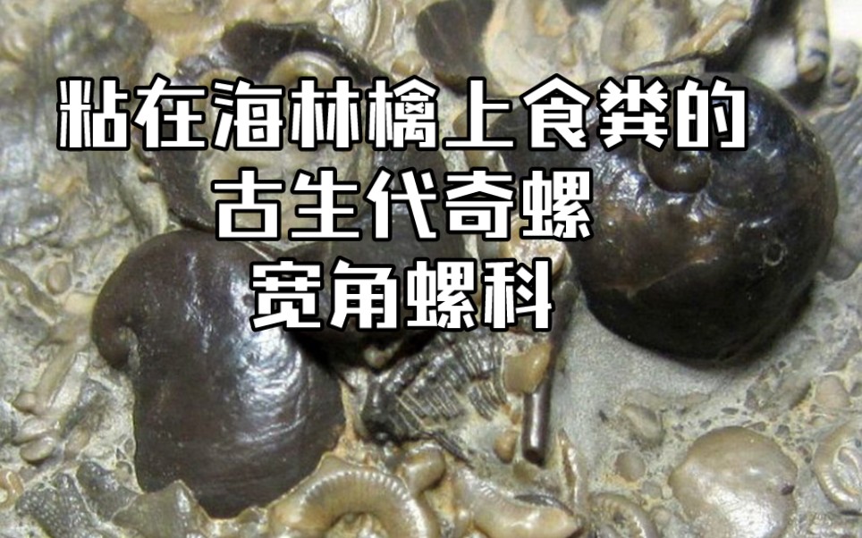 粘在海林檎上食粪的古生代奇螺——宽角螺科【睡前软体动物学179】哔哩哔哩bilibili