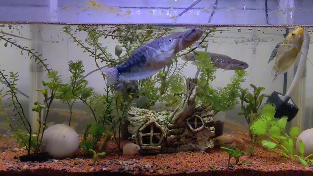 鱼缸造景 #水族 #雷龙鱼 #原生造景