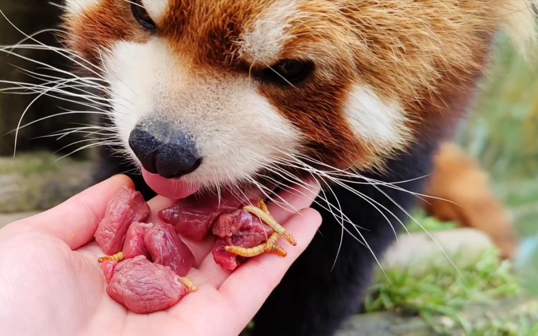 【小熊猫】小胖最爱吃肉肉啦(小鸟、牛肉、昆虫都喜欢呢!)哔哩哔哩bilibili