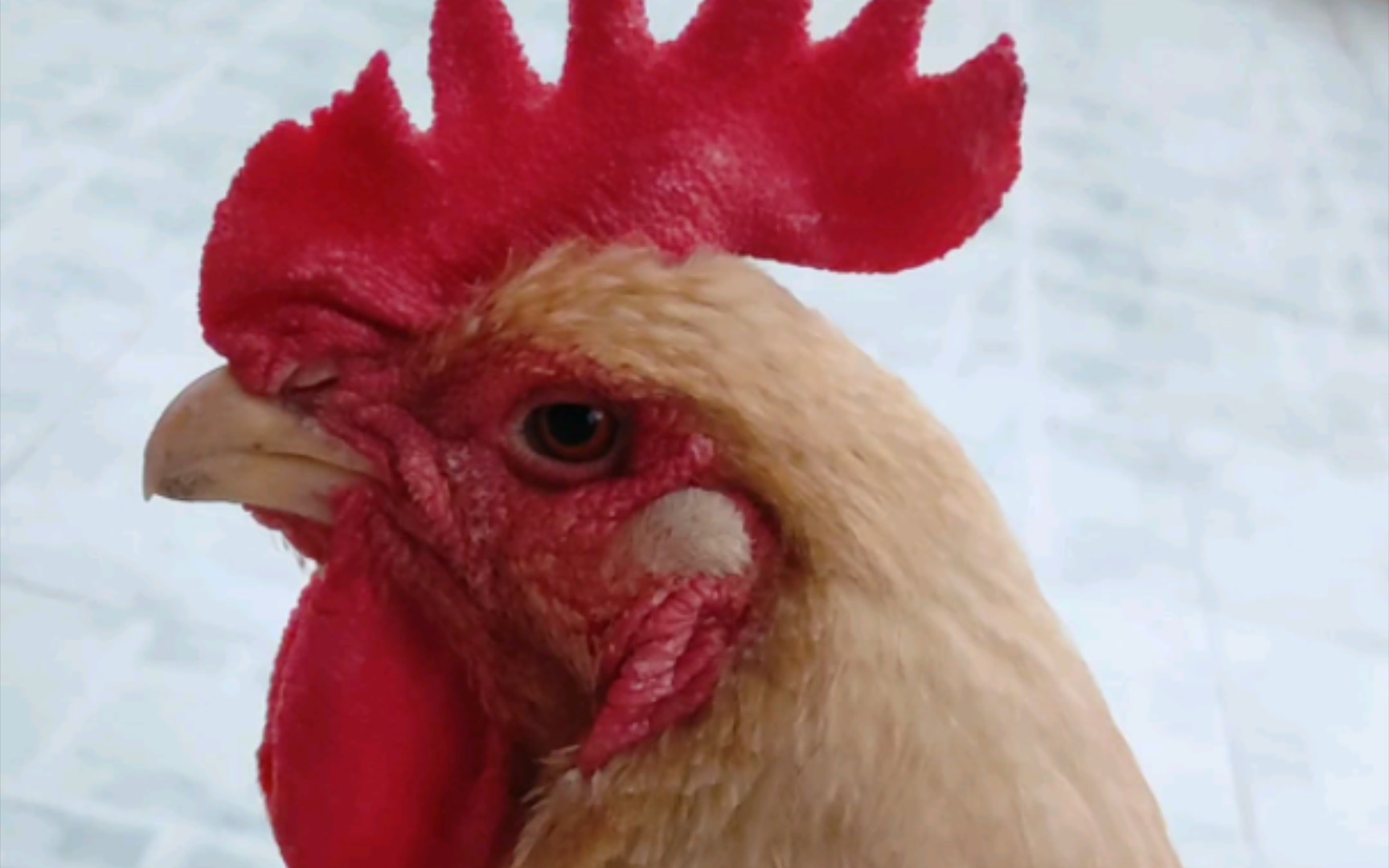 母鸡:我会飞你信吗?