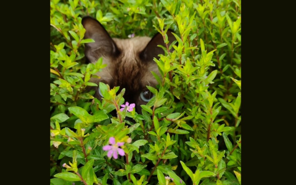 【暹罗猫】藏在草丛里,就没人发现我是只猫了