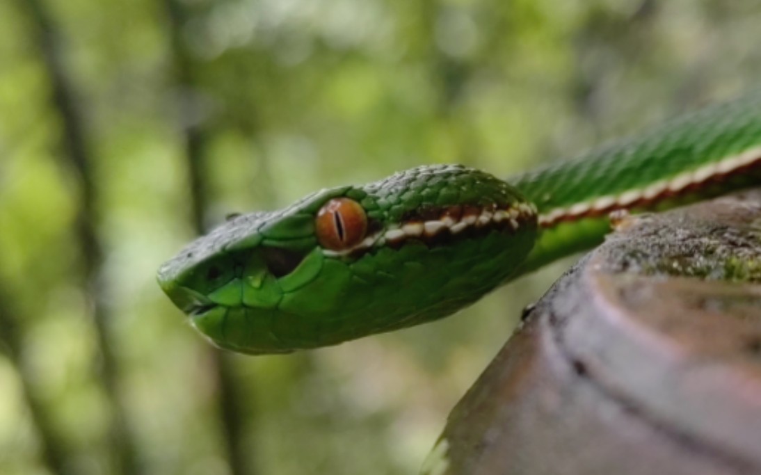 野采 part.33 福建竹叶青