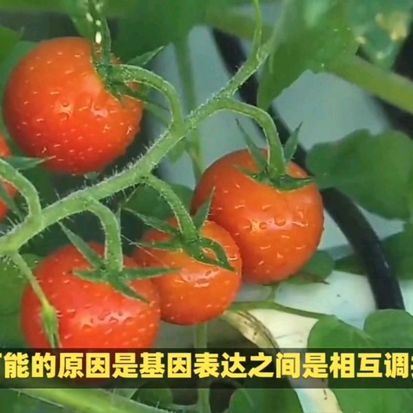 植物细胞工程②植物体细胞杂交技术_哔哩哔哩_bilibili