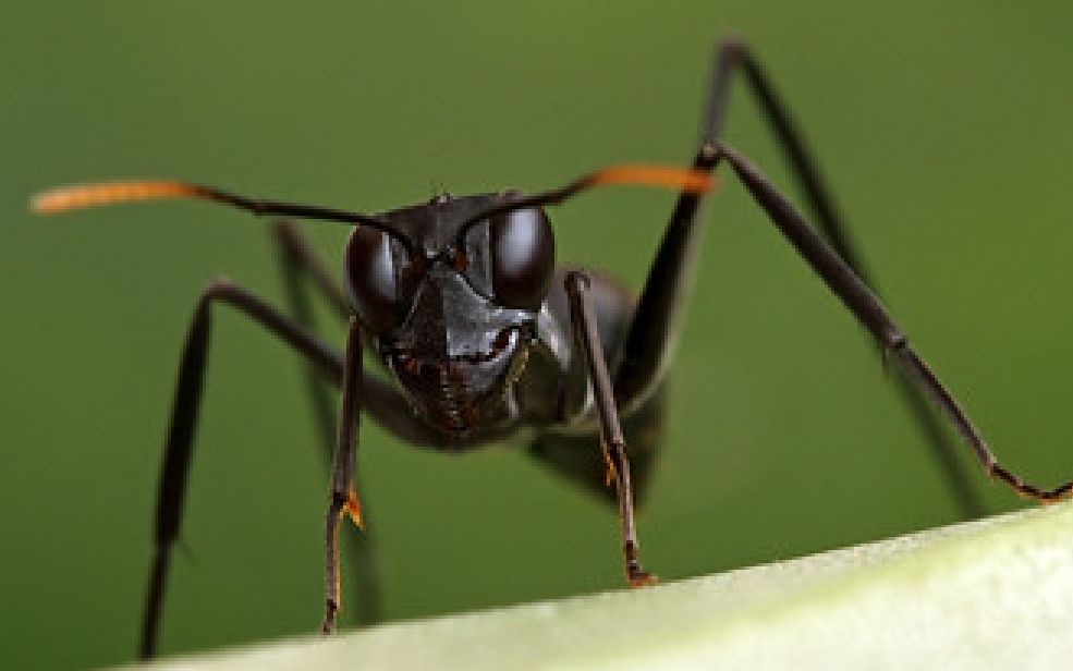 破坏巨眼蚁(gigantiops destructor)的超强视力_哔哩哔哩_bilibili