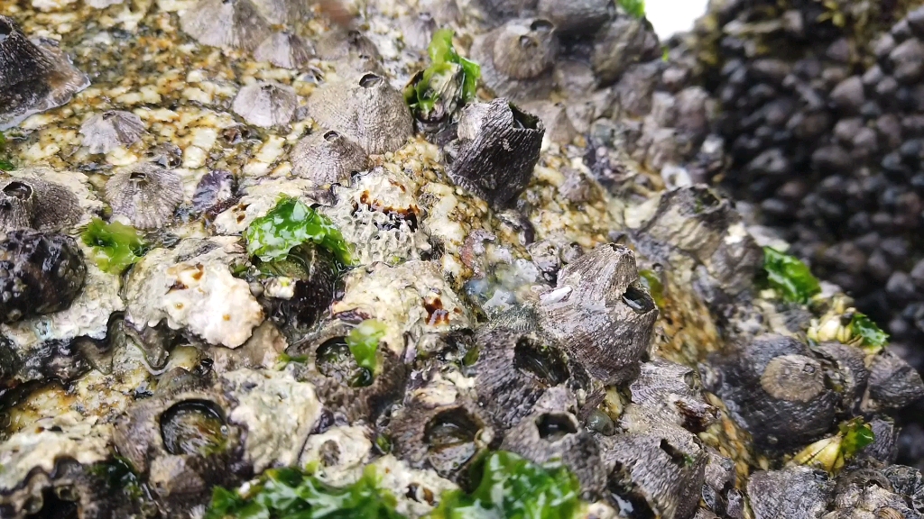 这个就是藤壶了海龟鲸鱼的克星今天我们给海边石头清理一下寄生