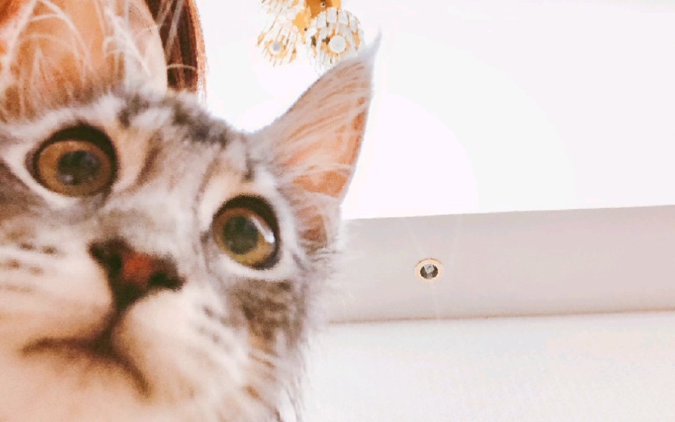 来大家一起来认识一下 我叫李素芬儿