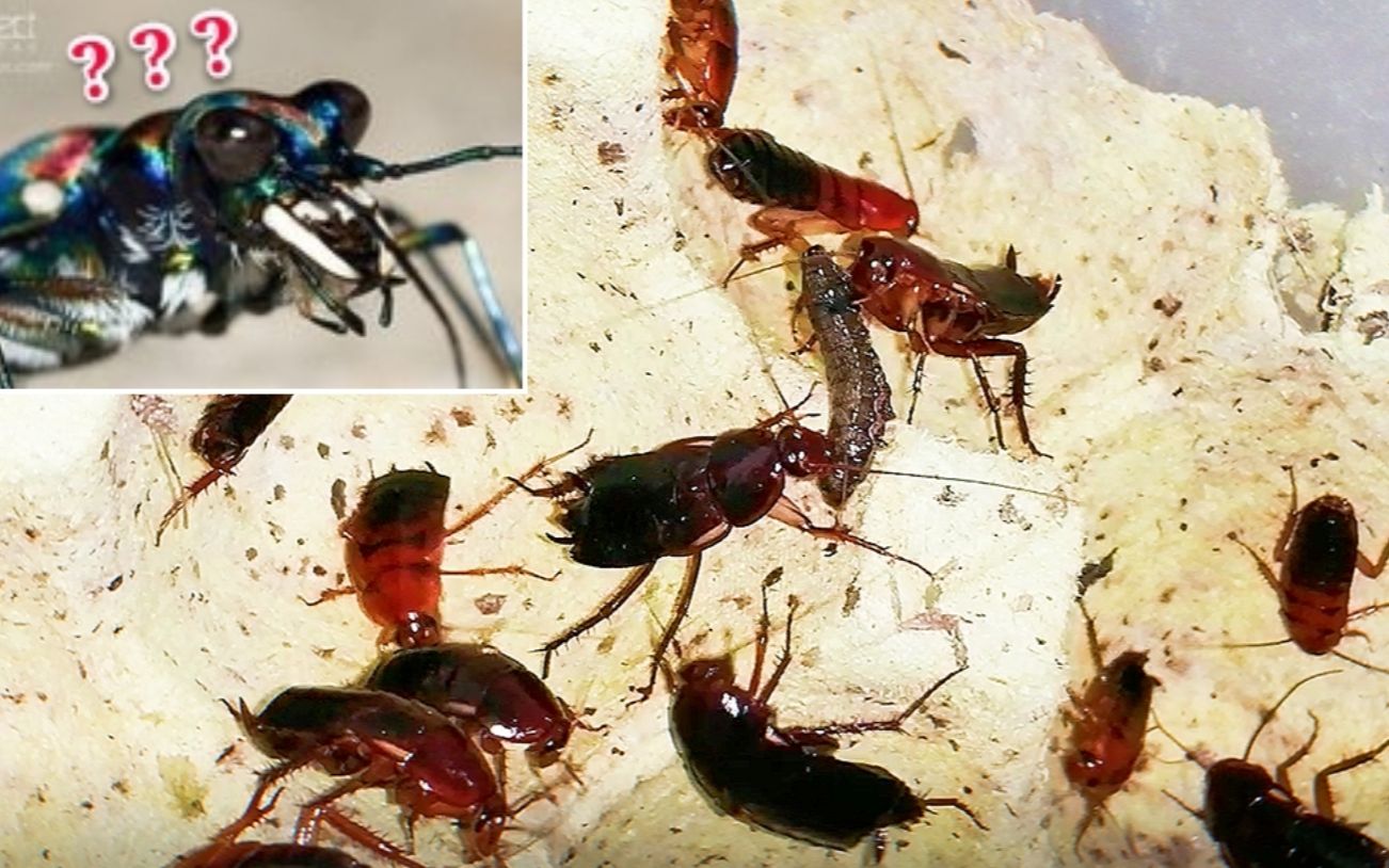 樱桃蟑螂的捕食能力强于虎甲