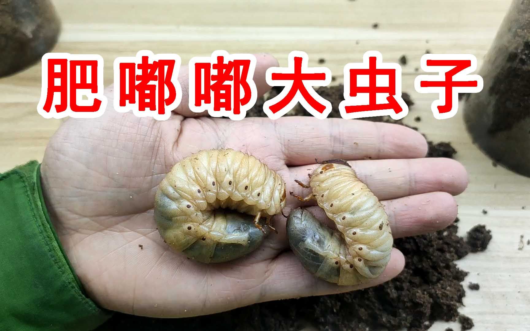 绝对高能!两只肥嘟嘟的大虫子!它们居然是吃“土”的!哔哩哔哩bilibili