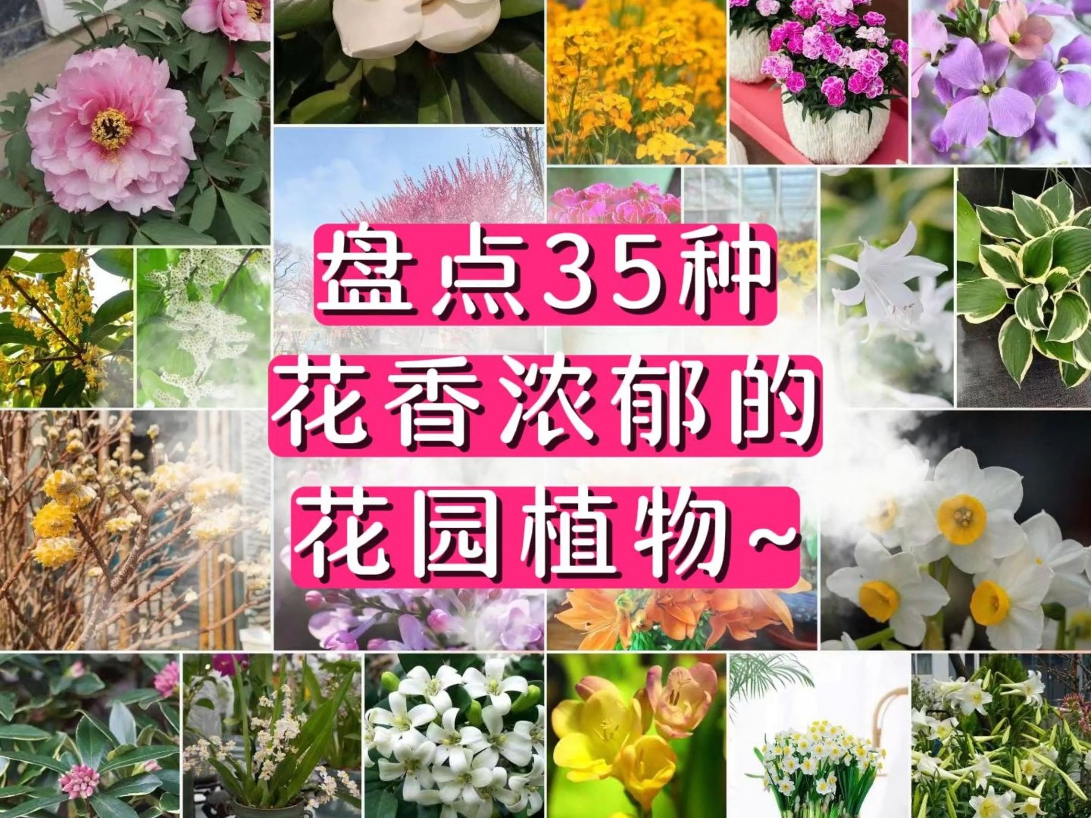 盘点35种花香浓郁的花园植物~哔哩哔哩bilibili