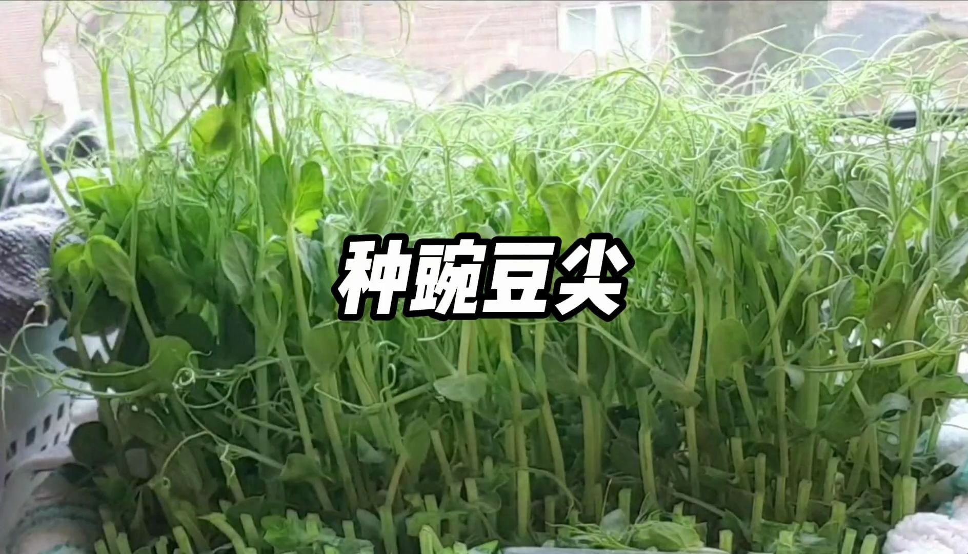 教你如何无土种植豌豆尖,方法简单实用,创意十足哔哩哔哩bilibili