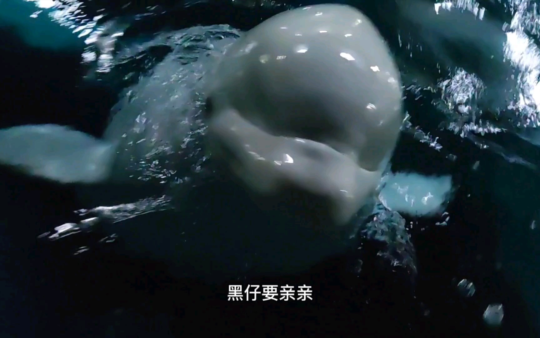 活动作品我可爱的黑仔和白仔